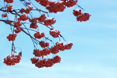 Image of Red rowan berries on tree branches covered with snow outdoors on cold winter day, space for text