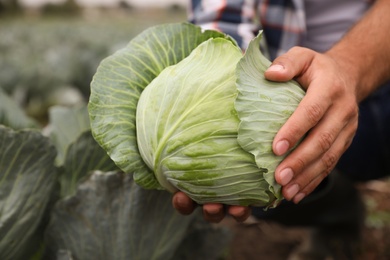 Photo of Farmer with green cabbage in field, closeup view. Harvesting time