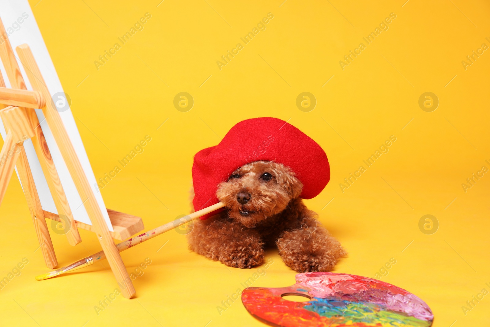 Photo of Cute Maltipoo in red beret holding brush near easel with canvas and palette on orange background. Dog artist