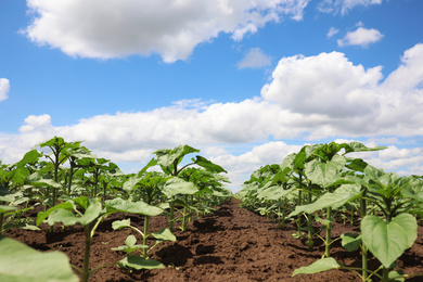 Photo of Agricultural field with young sunflower plants on sunny day