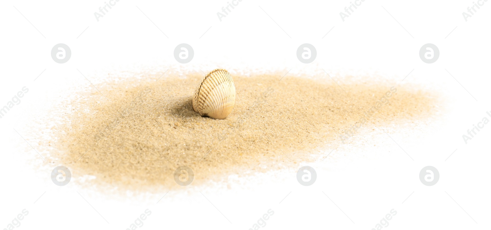 Photo of Beautiful sea shell and sand on white background