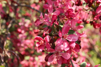 Closeup view of blossoming tree outdoors on sunny spring day