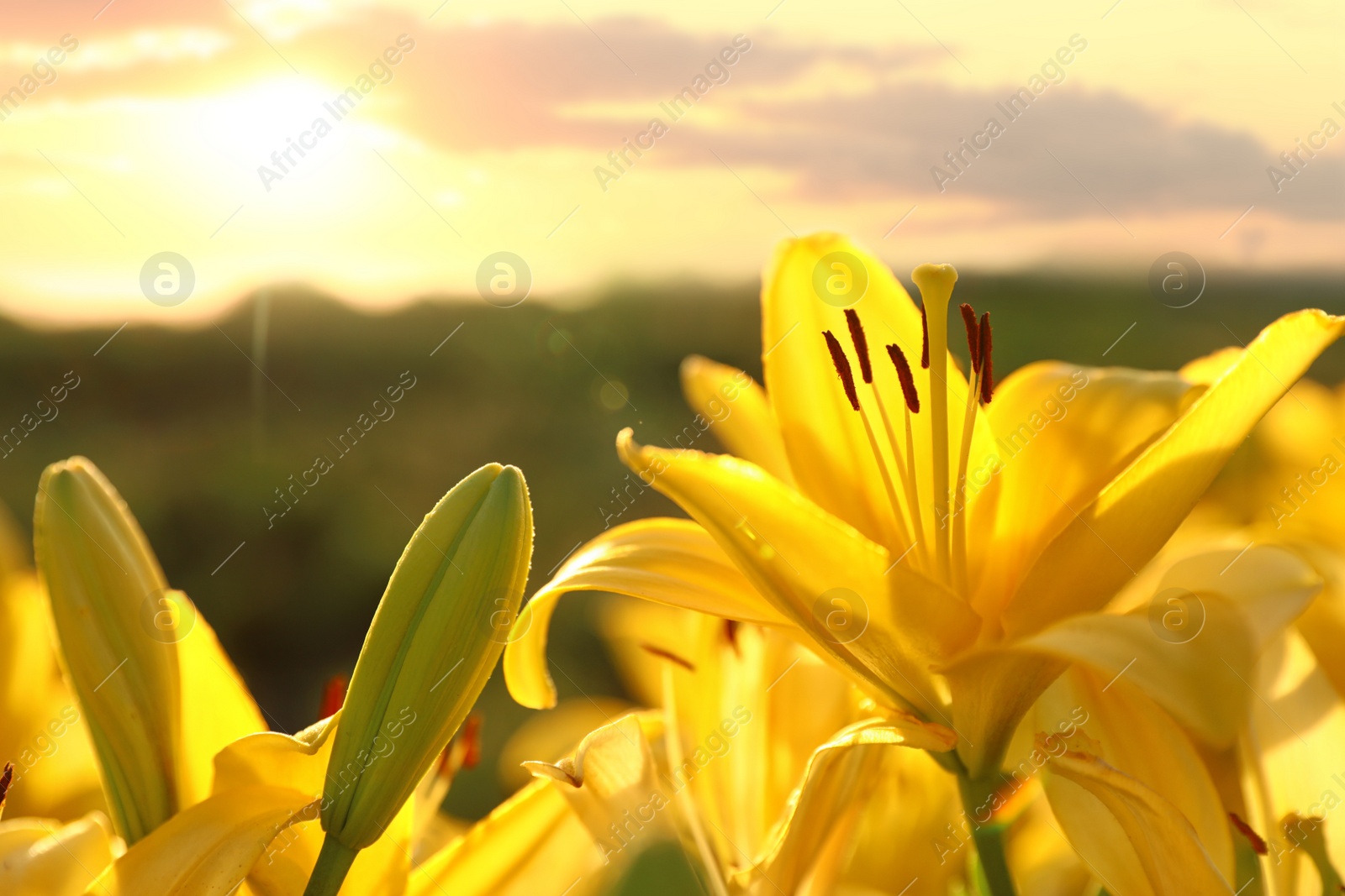 Photo of Beautiful bright yellow lilies growing at flower field, closeup