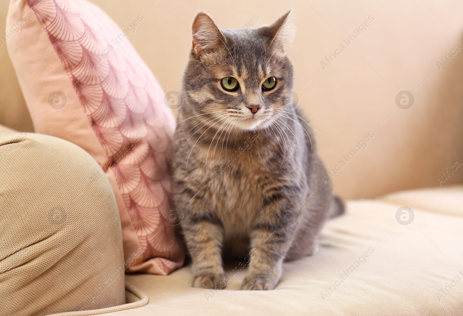 Photo of Cute gray tabby cat on sofa. Lovely pet