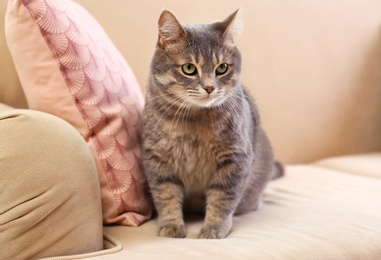 Cute gray tabby cat on sofa. Lovely pet