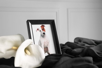 Frame with picture of dog and calla flowers on black cloth. Pet funeral