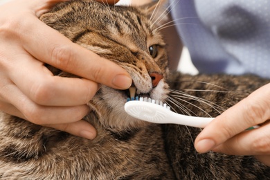 Photo of Woman cleaning cat's teeth with toothbrush, closeup