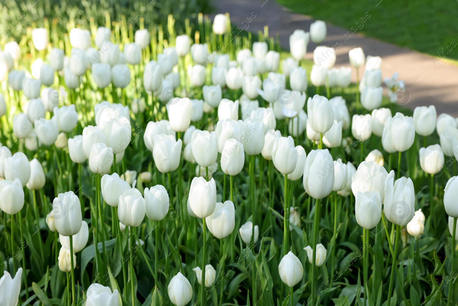 Photo of Many beautiful white tulip flowers growing outdoors. Spring season