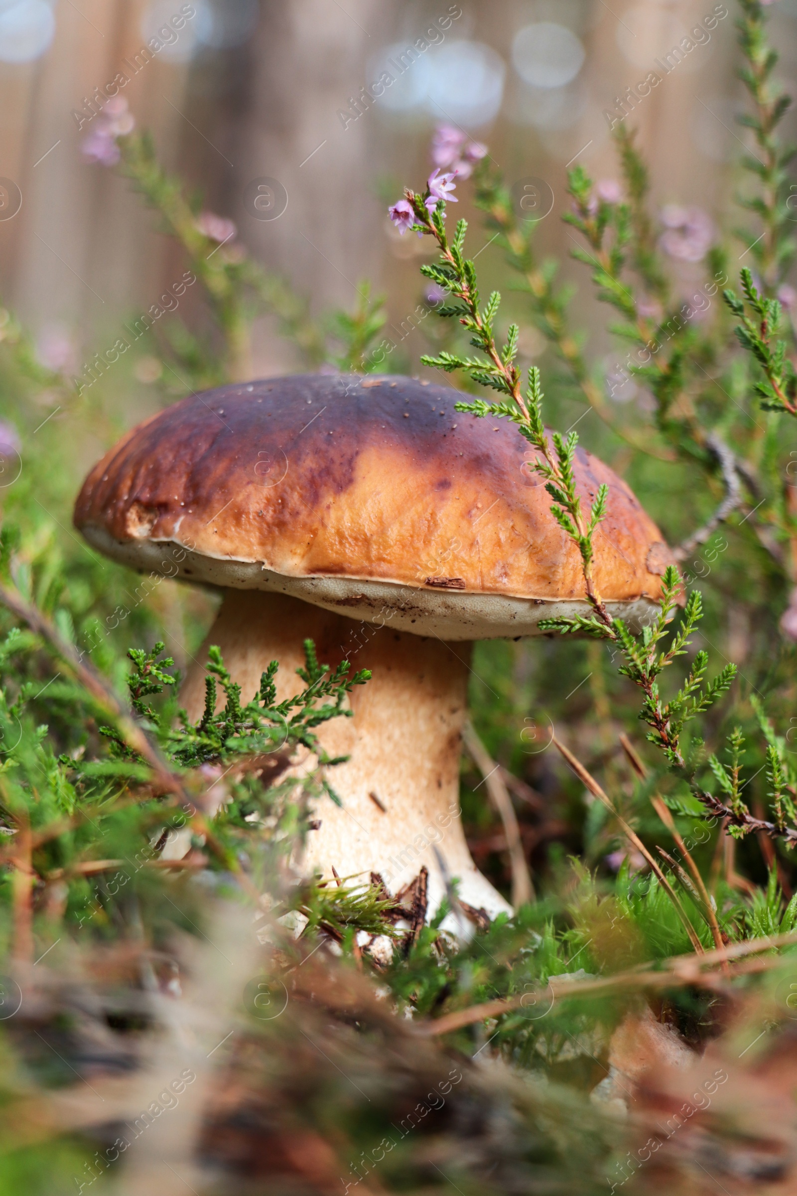 Photo of Beautiful porcini mushroom growing near plants outdoors, closeup