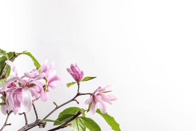 Photo of Magnolia tree branches with beautiful flowers on white background