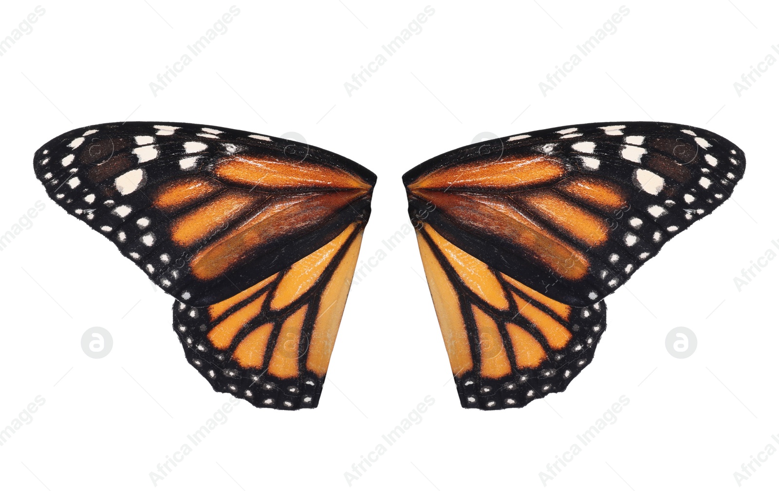 Image of Beautiful monarch butterfly wings on white background