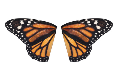 Beautiful monarch butterfly wings on white background