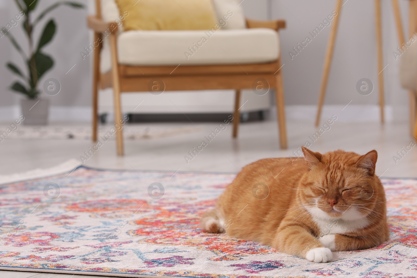 Photo of Cute ginger cat lying on carpet at home, space for text