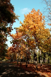 Photo of Beautiful view of autumn park on sunny day