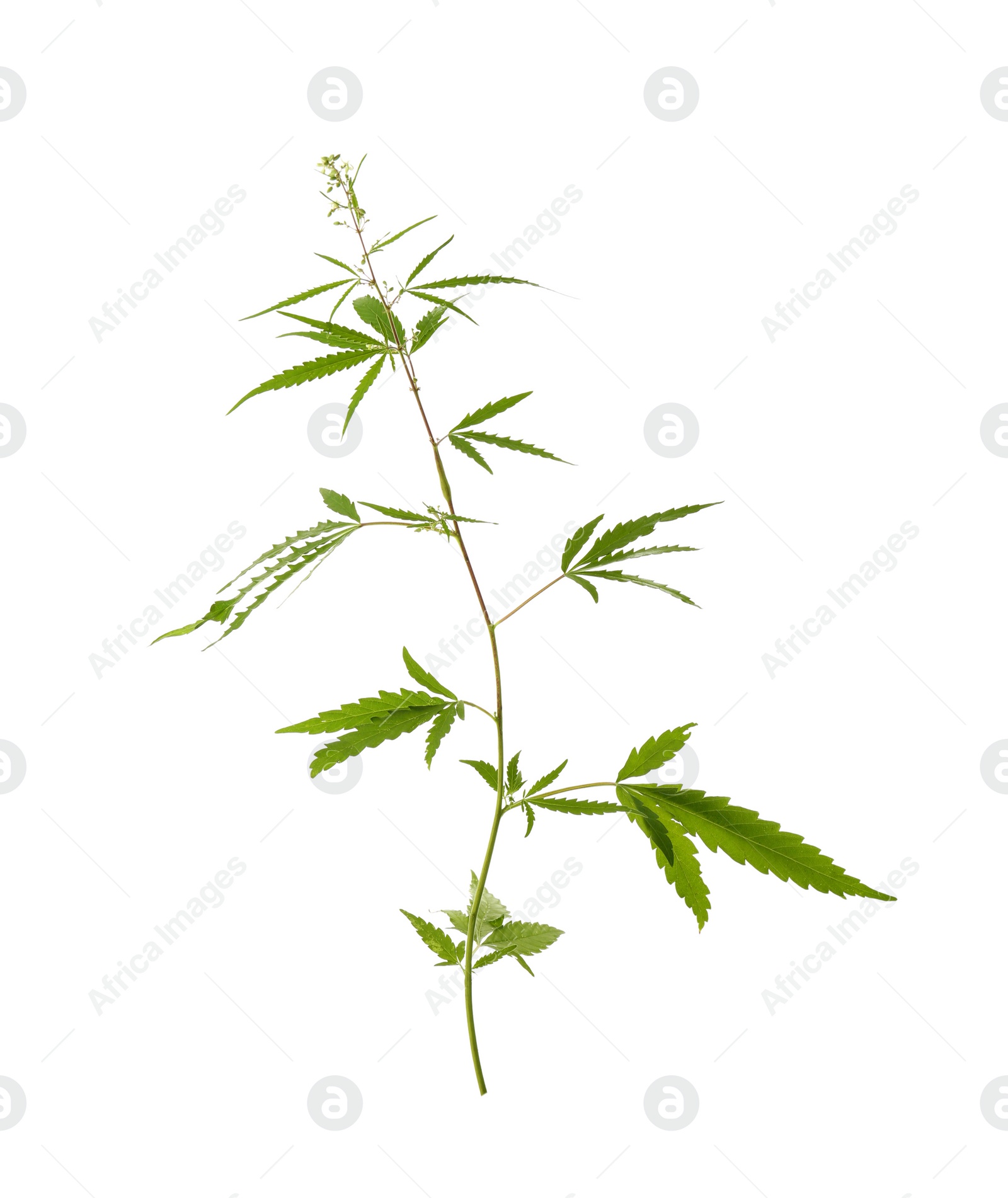 Photo of Fresh green hemp plant on white background