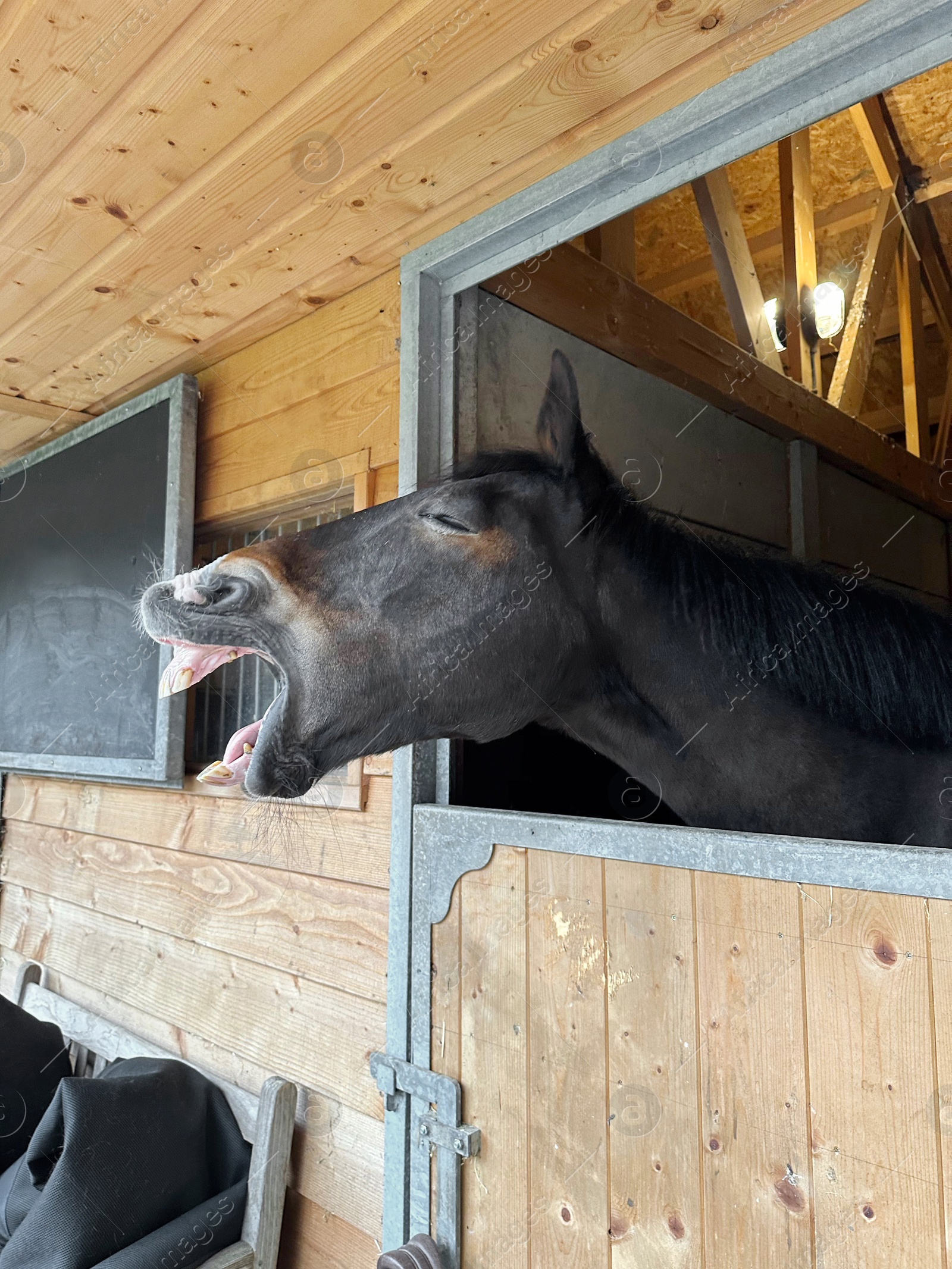 Photo of Adorable horse in stable. Lovely domesticated animal