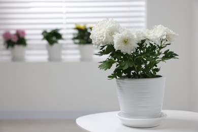 Beautiful chrysanthemum plant in flower pot on white table in room, space for text