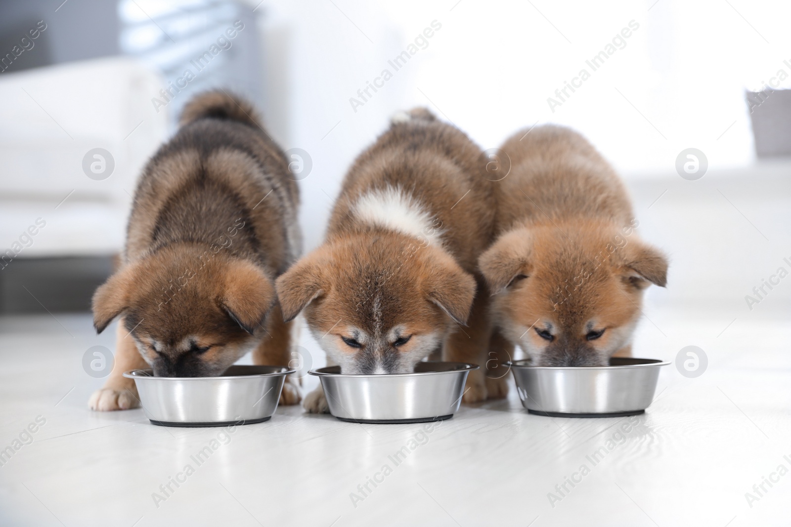 Photo of Adorable Akita Inu puppies eating from feeding bowls indoors