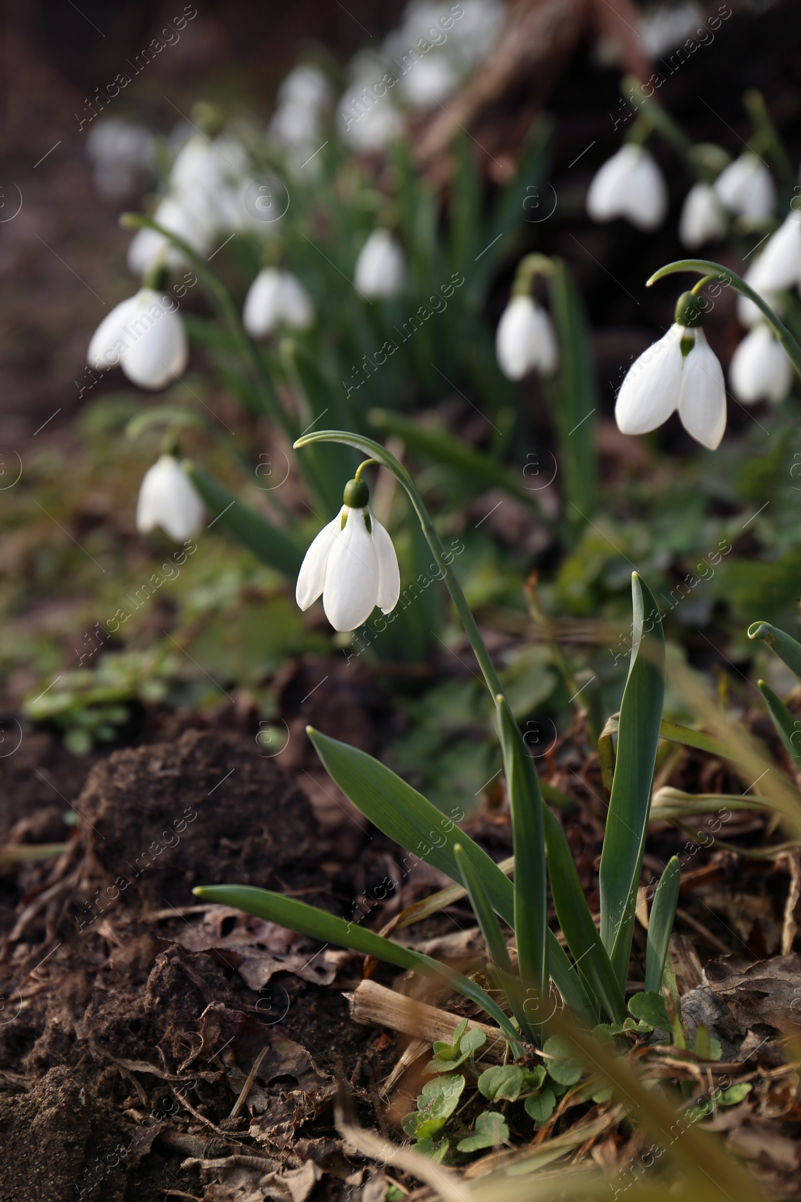 Photo of Beautiful white blooming snowdrops growing outdoors. Spring flowers