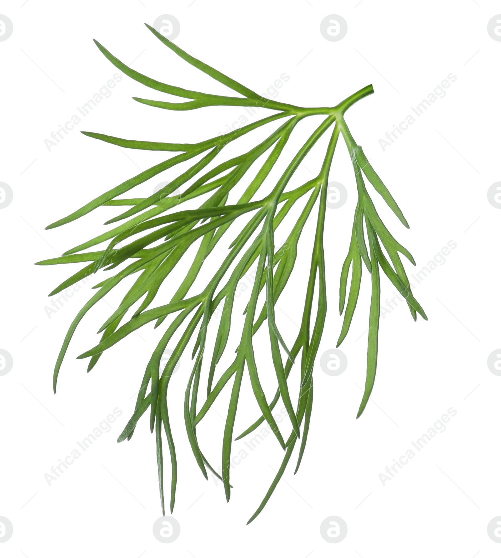 Photo of Sprig of fresh dill isolated on white