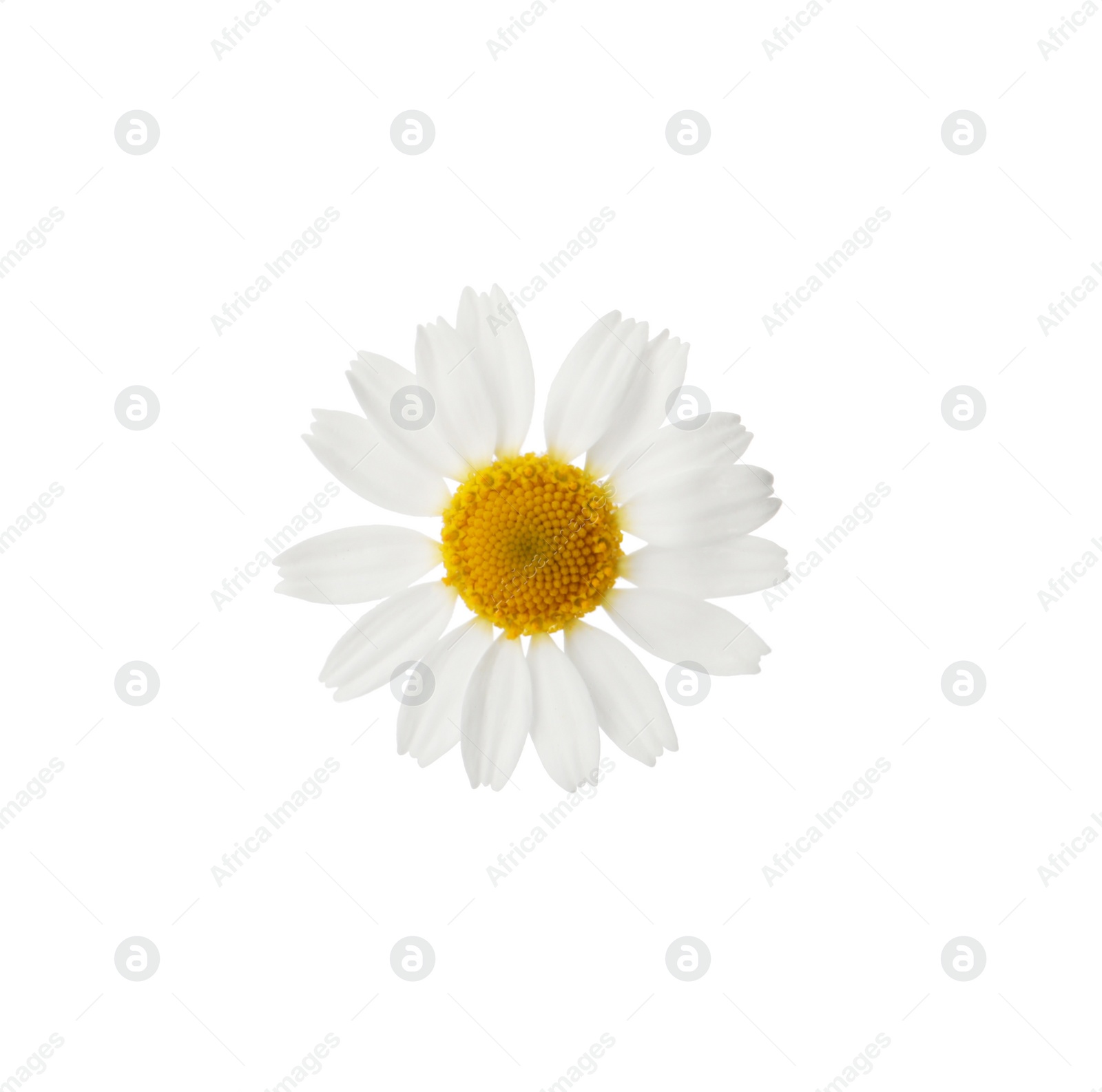 Photo of One beautiful chamomile flower on white background