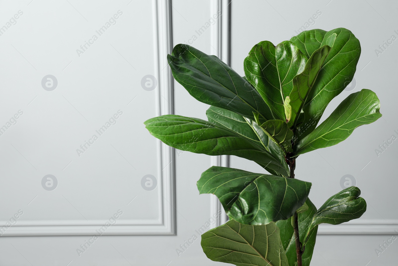 Photo of Fiddle Fig or Ficus Lyrata plant with green leaves near white wall, space for text