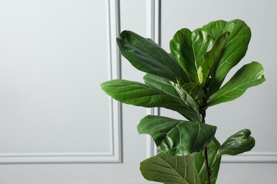 Photo of Fiddle Fig or Ficus Lyrata plant with green leaves near white wall, space for text