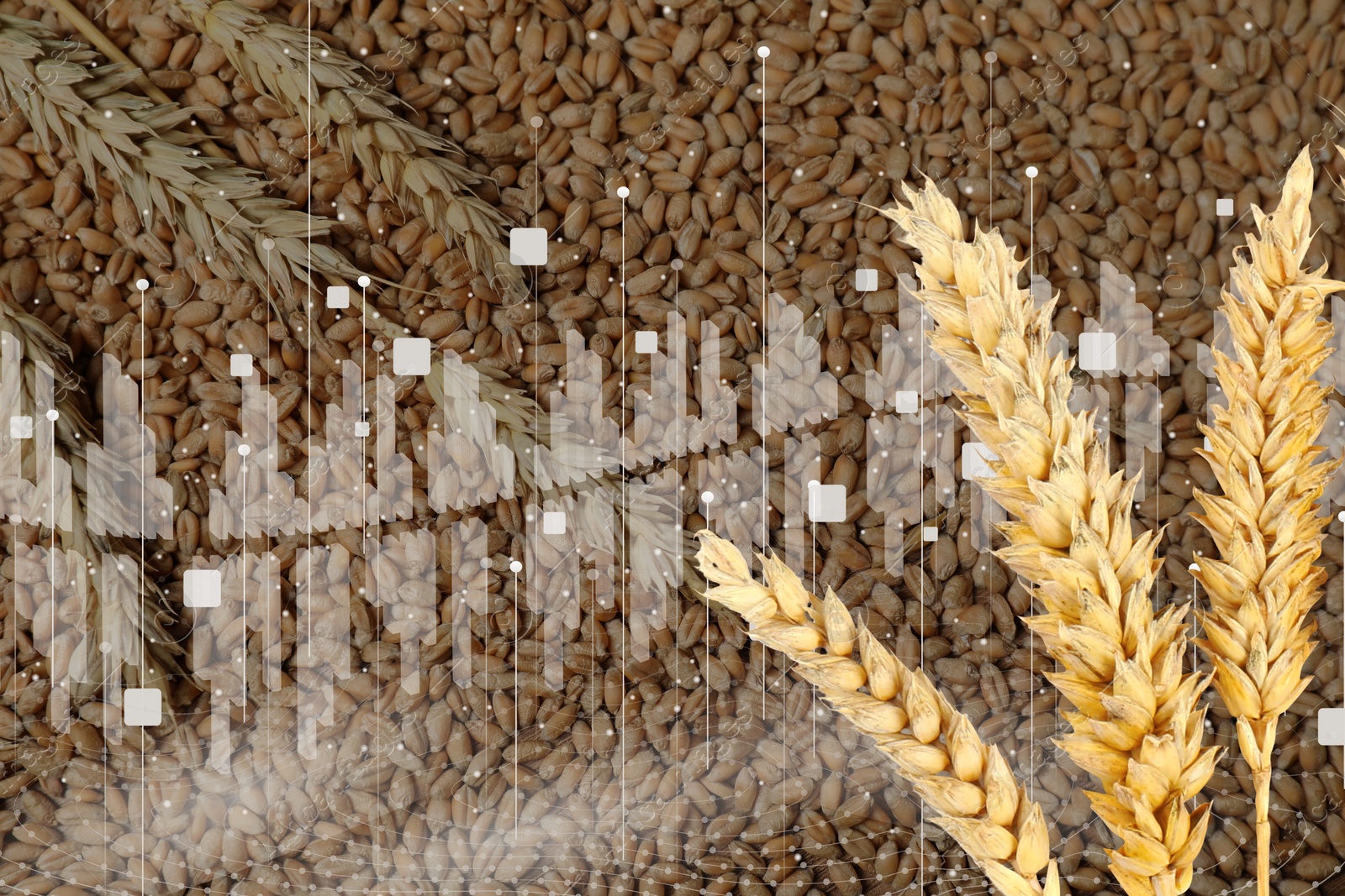 Image of Grain prices. Ears of wheat, seeds and graph, double exposure