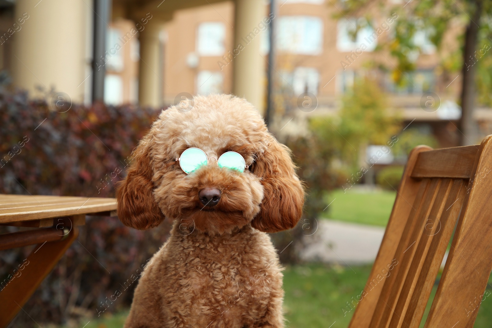 Photo of Cute fluffy dog with sunglasses in outdoor cafe