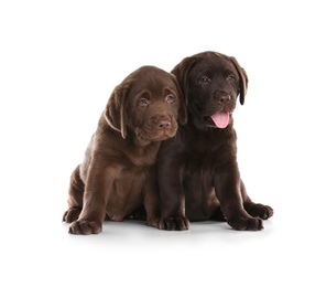 Chocolate Labrador Retriever puppies on white background