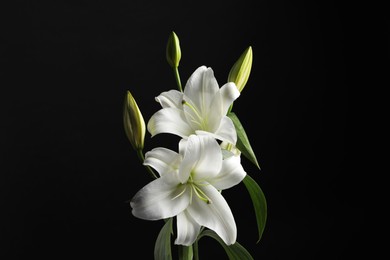 Photo of Beautiful white lily flowers on black background