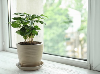 Photo of Fresh coffee plant with green leaves in pot on windowsill, space for text