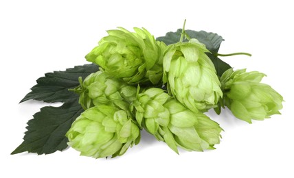 Photo of Fresh ripe green hops on white background