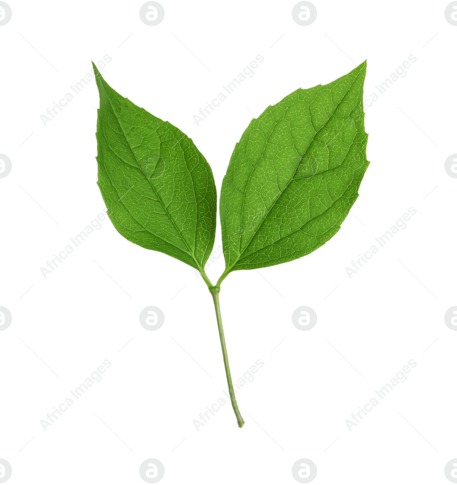 Photo of Leaves of jasmine plant on white background