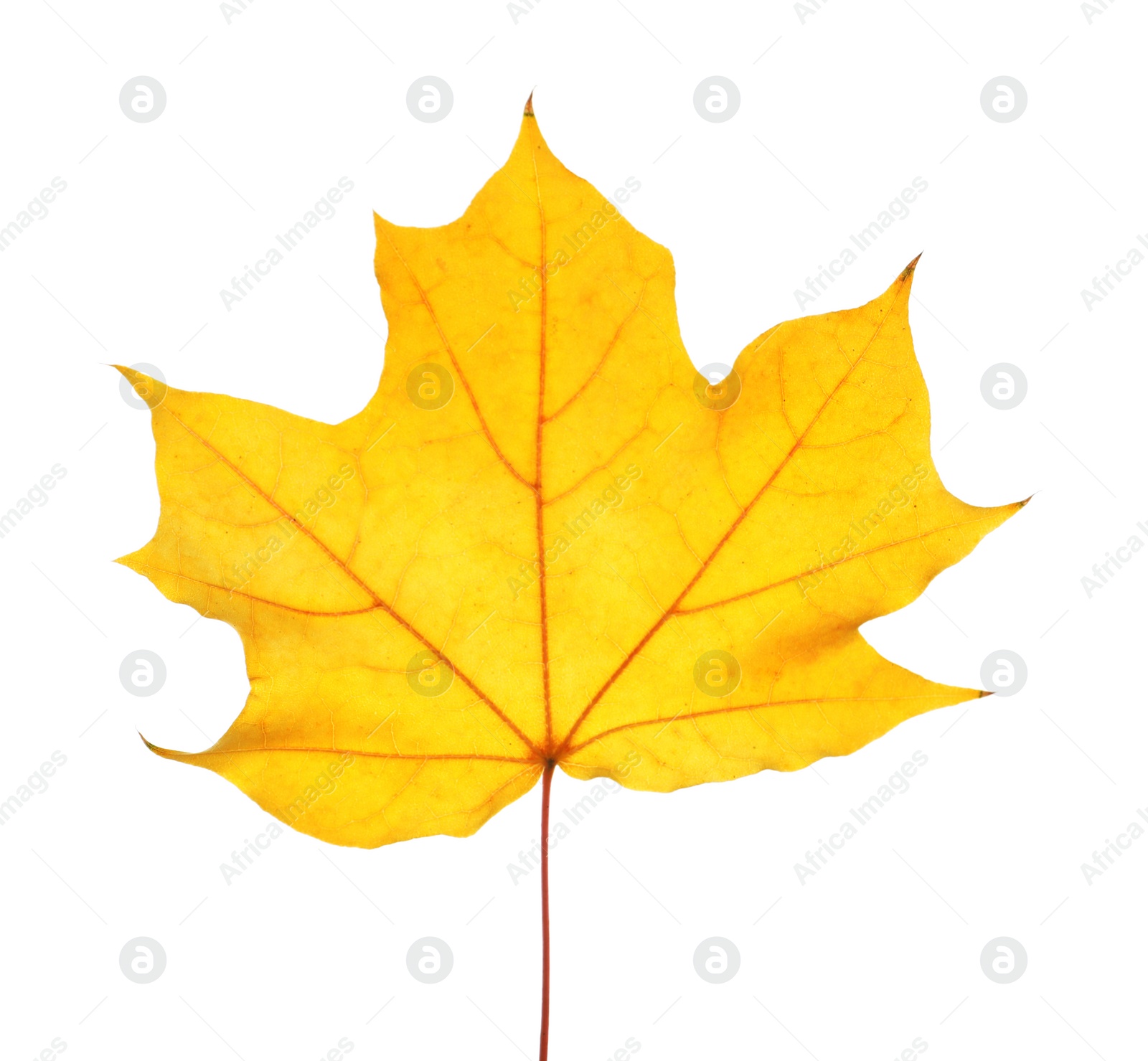 Photo of Beautiful autumn leaf on white background. Fall foliage