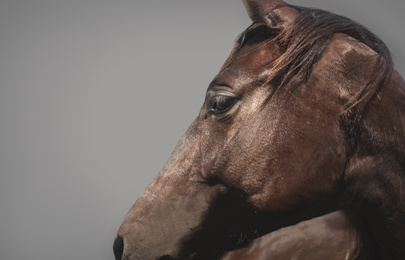 Bay pet horse on grey background, closeup