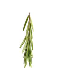Photo of Fresh green rosemary isolated on white. Aromatic herb