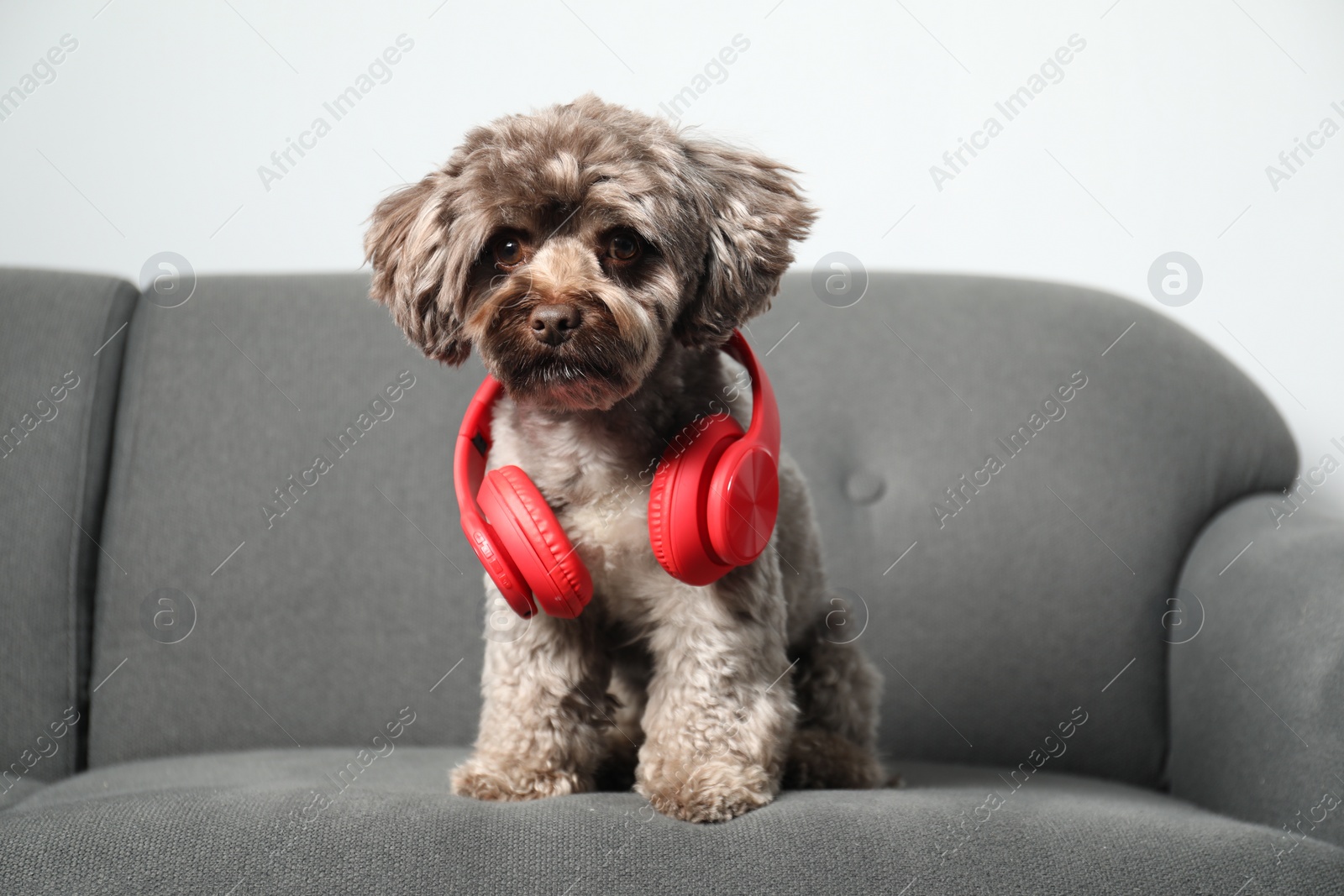 Photo of Cute Maltipoo dog with headphones on sofa indoors. Lovely pet