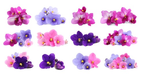 Set with beautiful violet flowers on white background