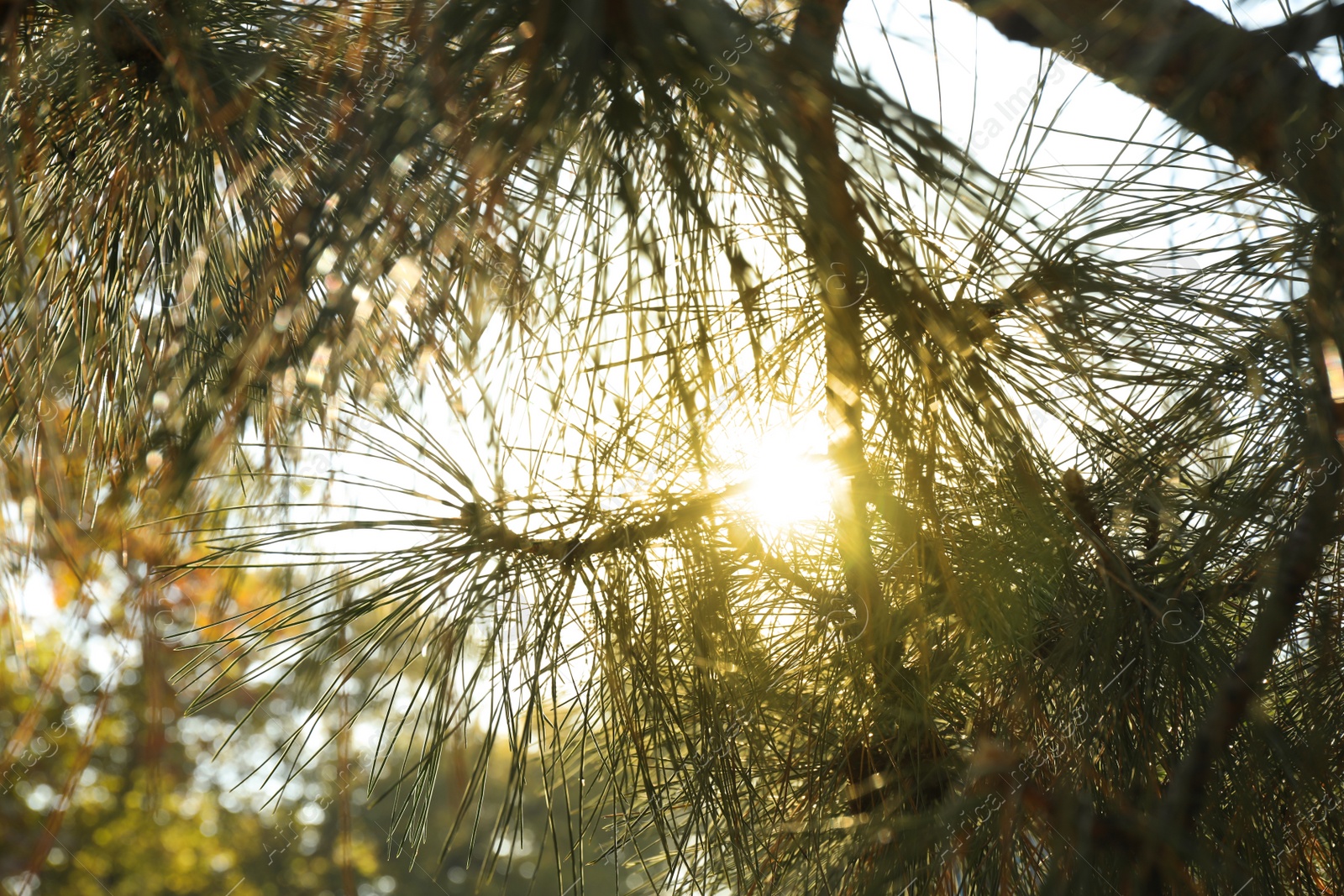 Photo of Pine tree branches in park on sunny day