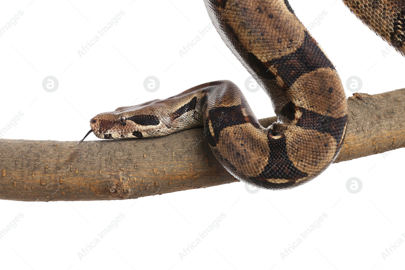 Photo of Brown boa constrictor on tree branch against white background