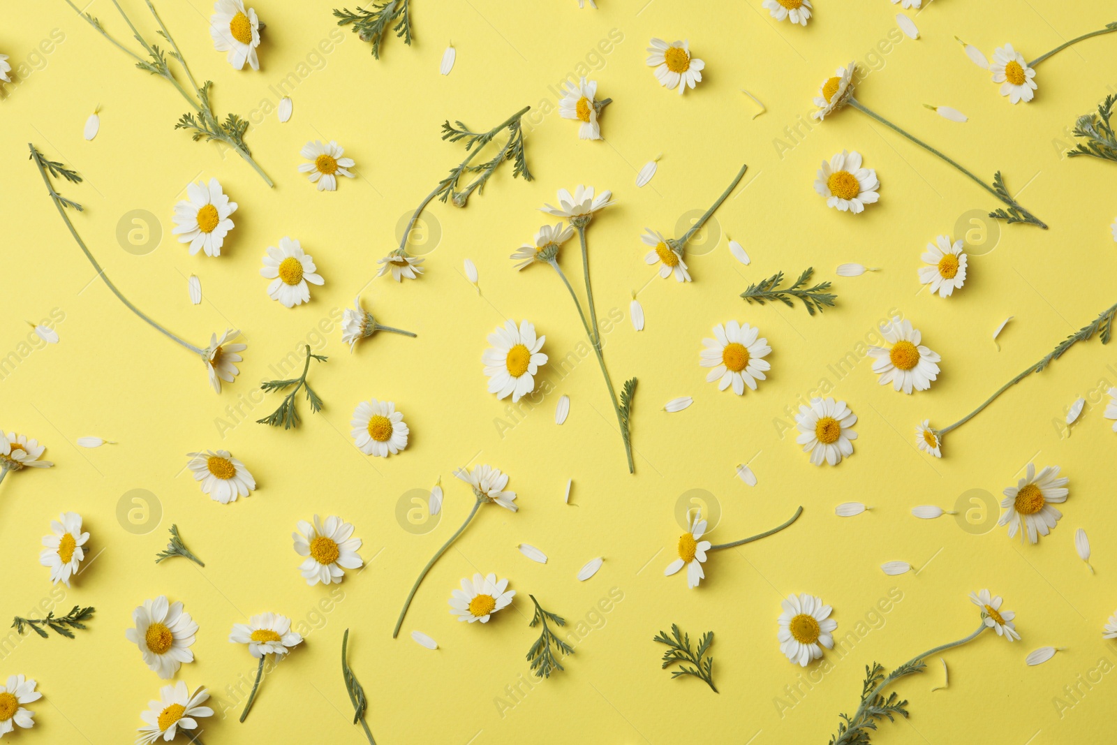 Photo of Flat lay composition with fresh chamomiles on yellow background