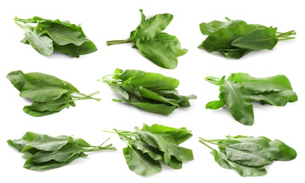 Image of Set of fresh sorrel leaves on white background 
