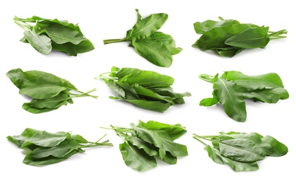 Set of fresh sorrel leaves on white background 