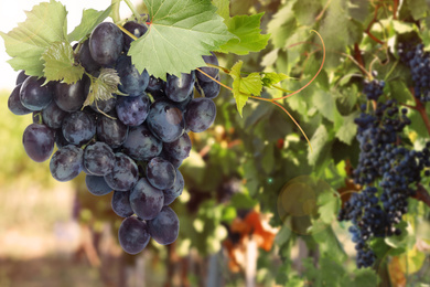 Image of Fresh ripe juicy grapes growing on branches in vineyard, space for text