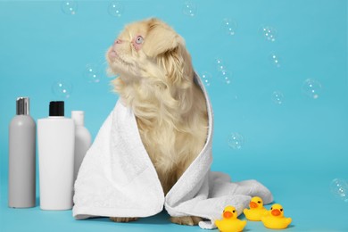 Photo of Cute Pekingese dog wrapped in towel, bottles, rubber ducks and bubbles on light blue background. Pet hygiene