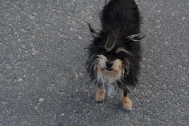 Lonely stray dog on asphalt, space for text. Homeless pet