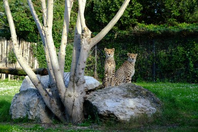 Photo of Beautiful cheetahs on stone near tree in conservation area