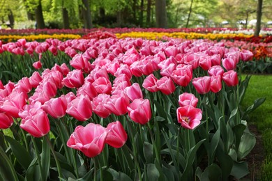 Many different beautiful tulip flowers in park. Spring season