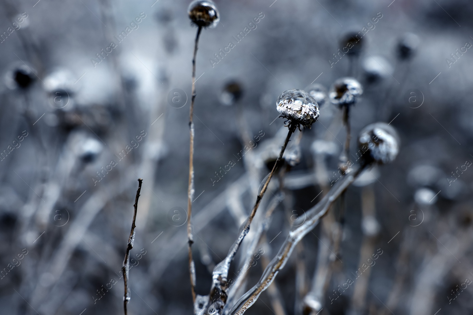 Photo of Dry plants in ice glaze outdoors on winter day, closeup